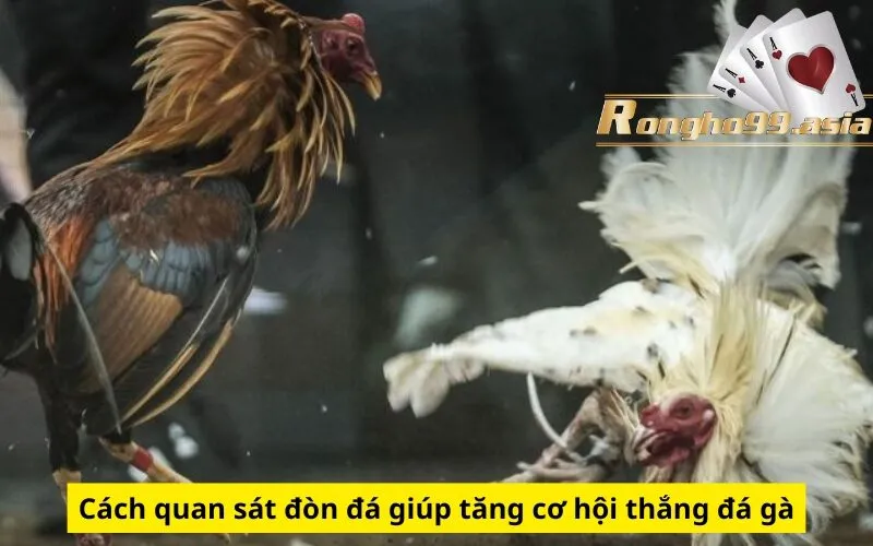 Cách quan sát đòn đá giúp tăng cơ hội thắng đá gà