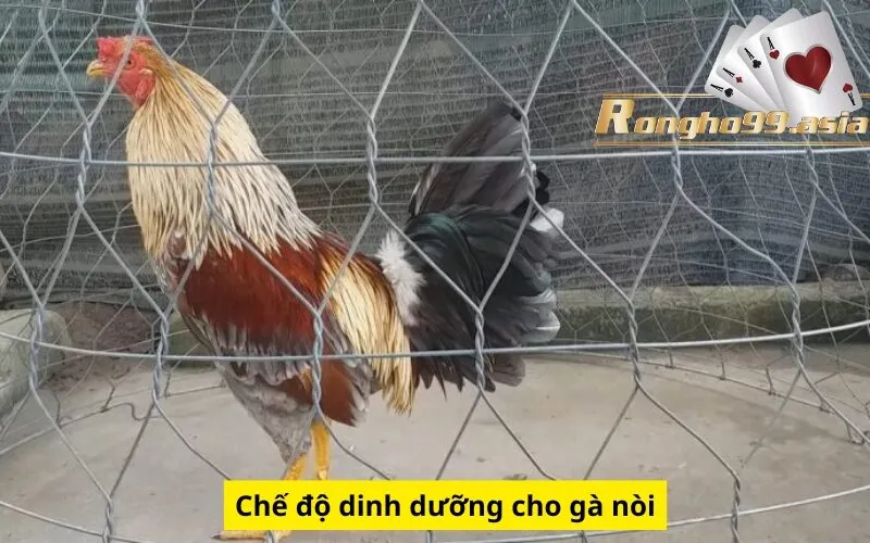 Chế độ dinh dưỡng cho gà nòi