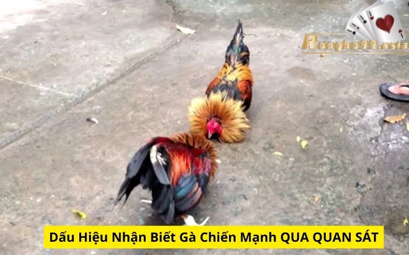 Dấu Hiệu Nhận Biết Gà Chiến Mạnh QUA QUAN SÁT
