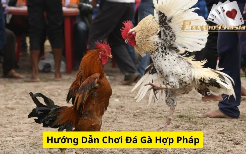 Hướng Dẫn Chơi Đá Gà Hợp Pháp