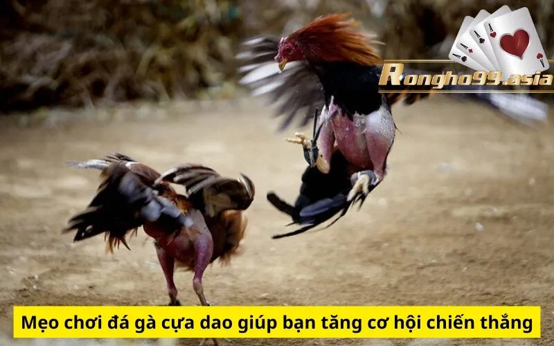Mẹo chơi đá gà cựa dao giúp bạn tăng cơ hội chiến thắng