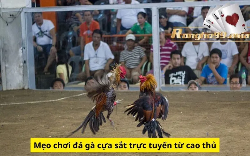 Mẹo chơi đá gà cựa sắt trực tuyến từ cao thủ