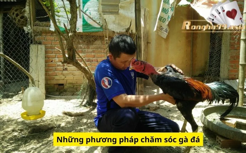 Những phương pháp chăm sóc gà đá