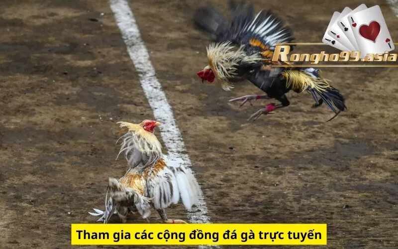 Tham gia các cộng đồng đá gà trực tuyến